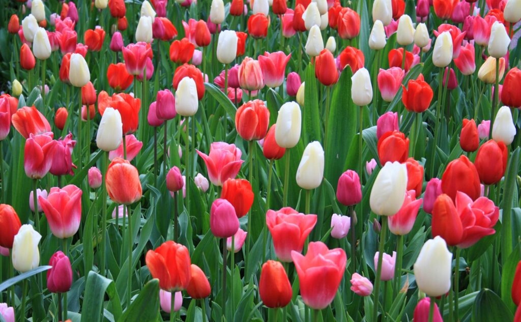 keukenhof-3