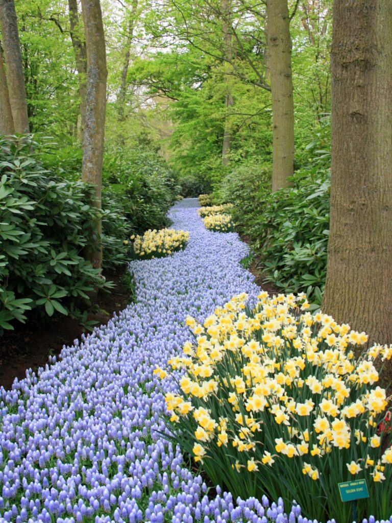 keukenhof-4
