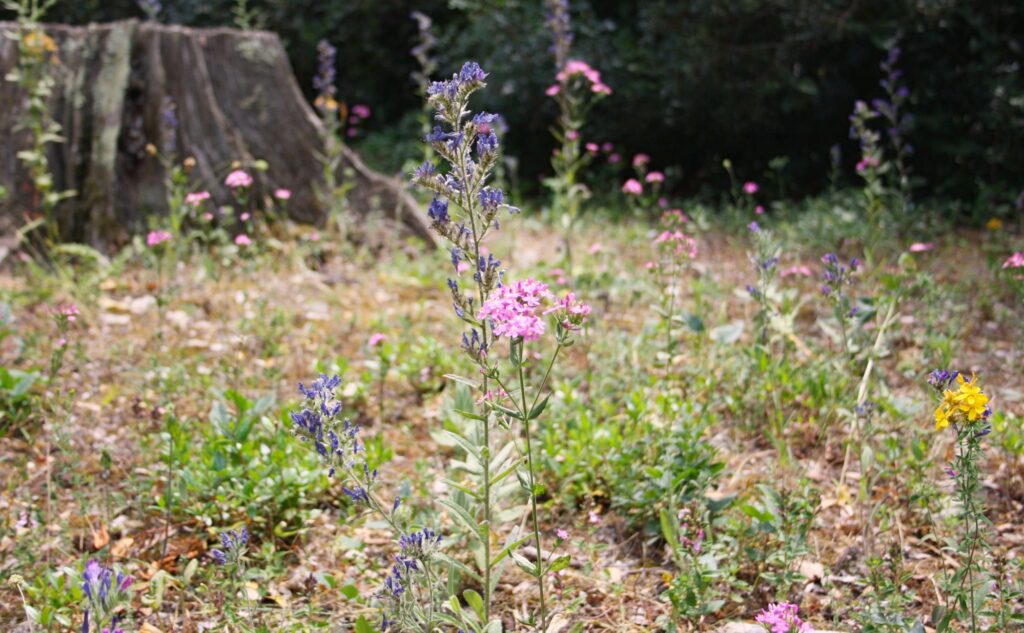 les-Iles-de-lesrins_5