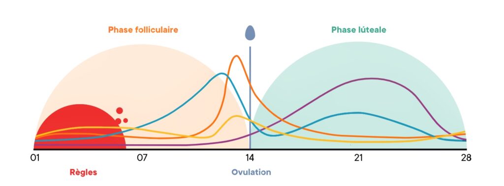 phases-du-cycle-menstruel