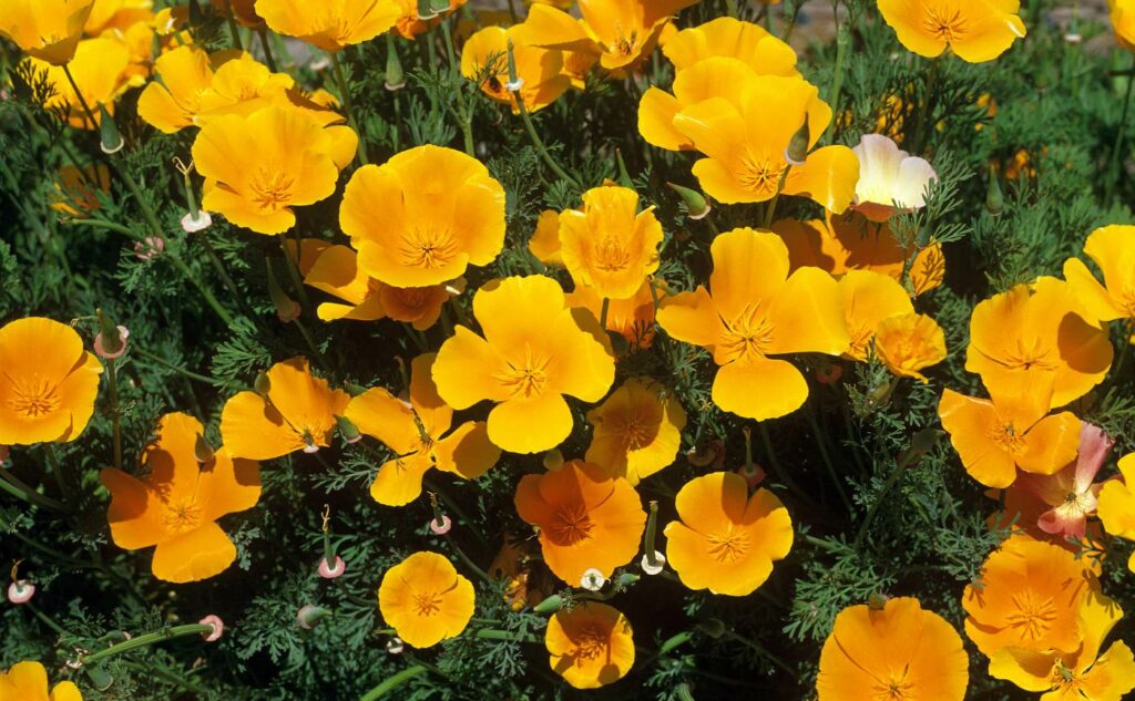 Les-plantes-pour-bien-dormir