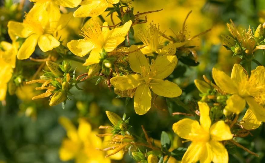 Les-plantes-pour-bien-dormir