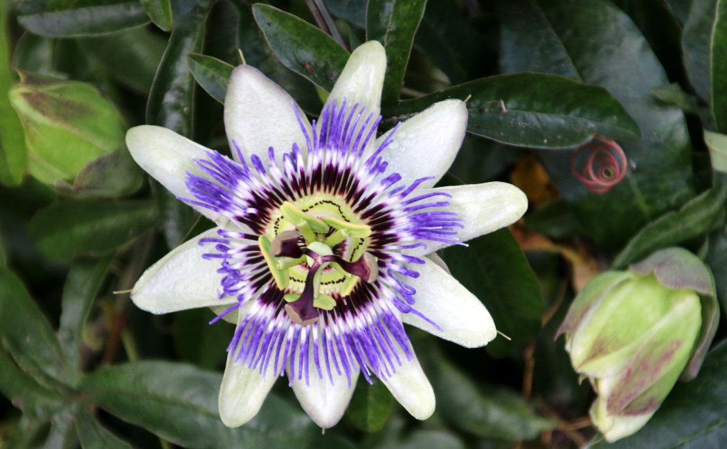 Les-plantes-du-sommeil