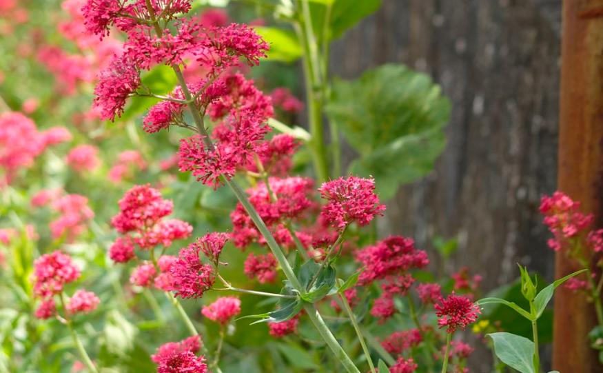 Les-plantes-pour-bien-dormir