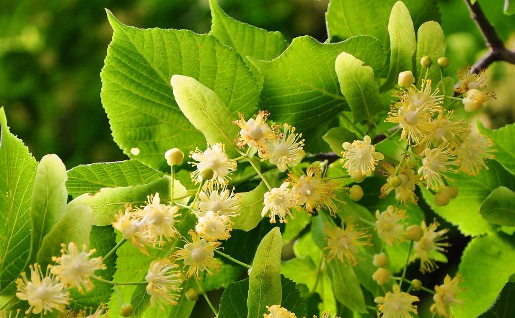 Les-plantes-pour-bien-dormir