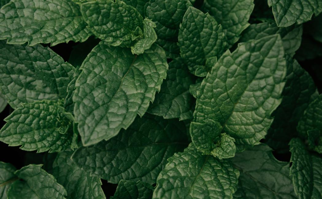 plantes-pour-aider-a-la-digestion