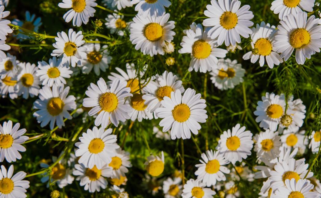 plantes-pour-aider-a-la-digestion