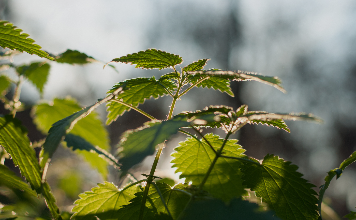 ortie-plante-anti-fatigue